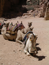 Jordan - Petra / Sela (Maan / Ma'an province): camels resting - photo by R.Wallace