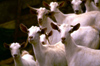 Saudi Arabia - Asir province: white goats posing for the photographer - photo by F.Rigaud