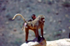 Saudi Arabia - Asir province: Hamadryas baboon with baby - photo by F.Rigaud