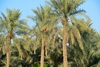 Al-Ahsa Oasis, Al-Hofuf, Al-Ahsa Governorate, Eastern Province, Saudi Arabia: date palms at the Eastern Oasis - UNESCO World Heritage site - photo by M.Torres