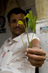 Sana'a / Sanaa, Yemen: man offering Qat leaves - Khat / Catha edulis - the plant contains cathinone, an amphetamine-like stimulant reputed to cause excitement, loss of appetite and euphoria - photo by J.Pemberton